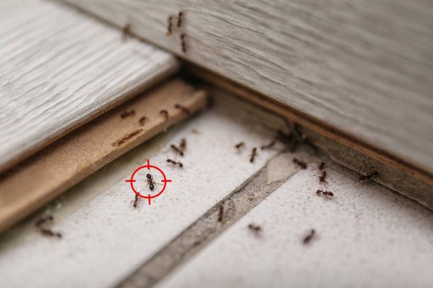 Best Affordable Pest Control Services  in Ponder, TX