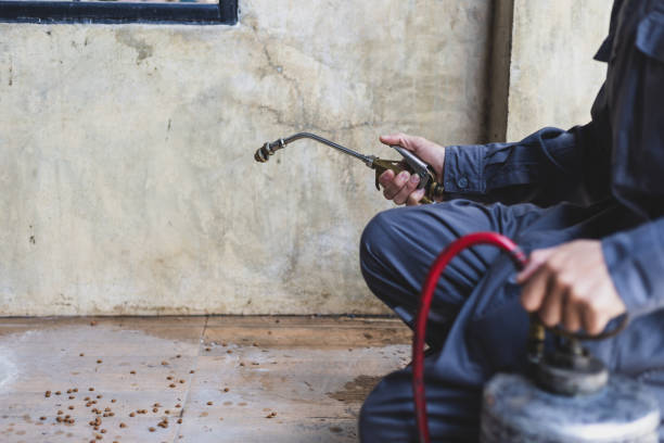 Best Rat Extermination Near Me  in Ponder, TX